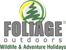 Foliage Logo