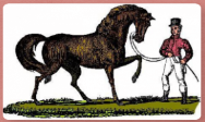 Stables Horse Activity Centre Logo
